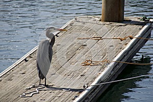 Grey Heron on a quay in Marina.