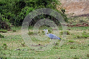 Grey heron, Queen Elizabeth National Park, Uganda