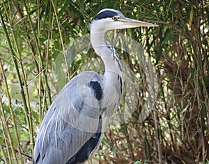 Grey Heron in the reeds