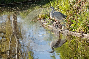 Grey heron reflected in quiet spring canal, Netherlands photo
