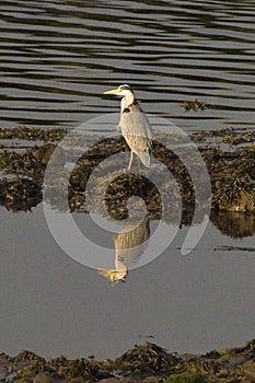 Grey Heron reflection Ardea cinerea