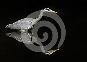 Grey heron reflection