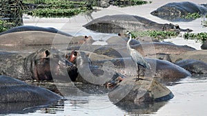 Grey Heron Relaxing on a Hippopatomus