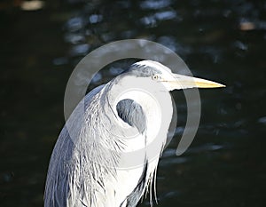 Grey heron on a river bank