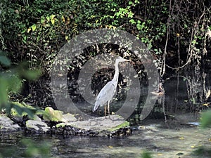 Grey Heron in the river, Spain photo