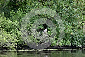 Grey Heron, River Yare, Surlingham, Norfolk Broads, England, UK