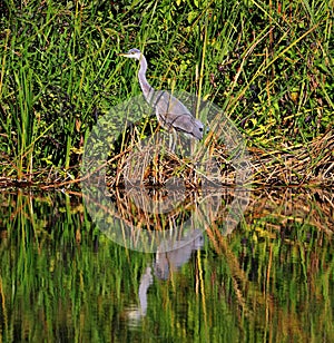 Grey Heron on a riverbank