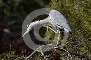 Grey heron scratching with its paw on a pine branch