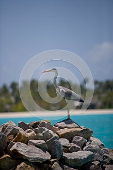 Grey heron by sea