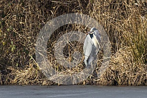 Graureiher Ardea cinerea