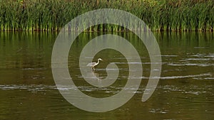 Grey heron searching for food in river