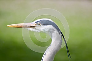 A grey heron in side profile.