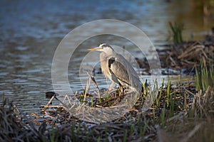 Grey heron sitting with new growing reeds