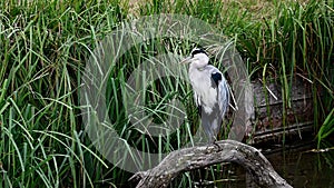 Grey heron sitting patiently on an old log in a stream