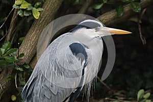A Grey heron sitting on the river bank