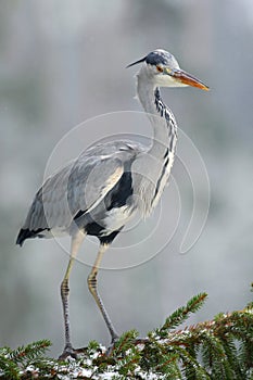Grey heron sitting in the spruce tree branch with snow. Grey Heron in white snow wind during cold winter. wild bird in the nature