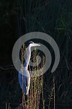 Grey heron in a spotlight