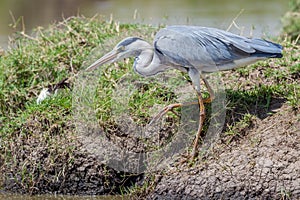 Grey Heron Stalking Fish