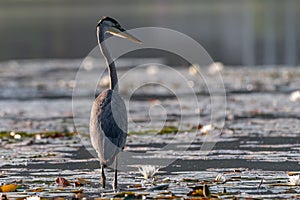 The Grey heron standing