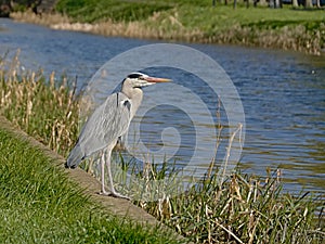 Grey heron standing along a canal - Ardea cinerea