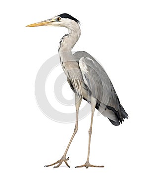 Grey Heron standing, Ardea Cinerea, 5 years old