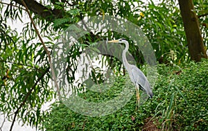 Grey heron Standing on the banks of Kumbichchan Kulam tank