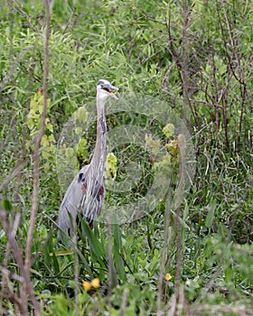 Grey heron standing with beak open in marsh