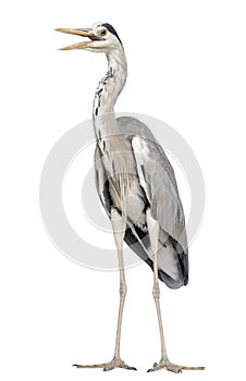 Grey Heron standing, beak opened, Ardea Cinerea