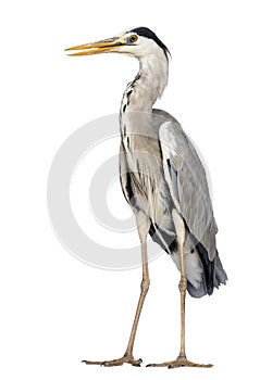 Grey Heron standing, beak opened, Ardea Cinerea, 5 years old photo