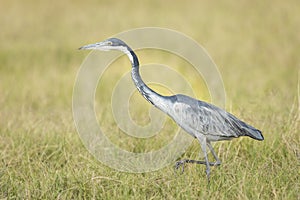 Grey heron standing in green grass in Amboseli in Kenya