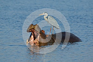 Grey heron standing on a hippo
