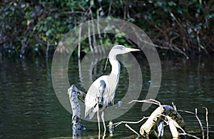 Grey heron standing in a lake