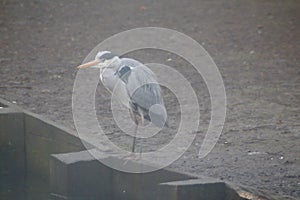 Grey heron standing on a lake side