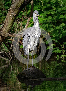 Grey heron standing on a log in a river in Kent, UK ruffling its feathers