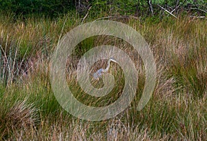 Grey Heron waiting patiently in a marsh photo