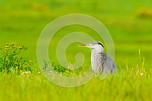 Grey heron standing in a meadow-closeup
