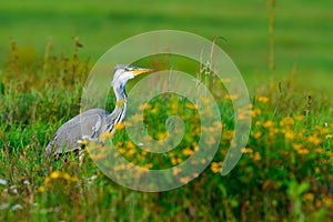 Grey heron standing in a meadow between yellow flowers