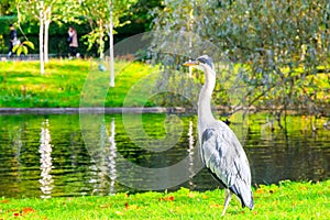 Grey heron standing over the boating lake in Regent`s Park of London photo