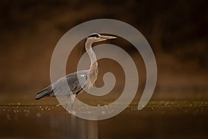 Grey heron standing in profile in pond