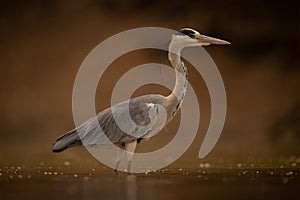 Grey heron standing in profile in water