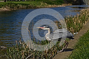 Grey heron standing, ready to lift of along a canal - Ardea cinerea