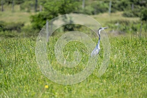 Grey Heron standing among the reeds