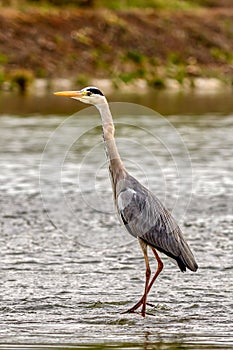 Grey heron standing in the river, closeup.