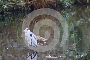 Grey heron standing in a shallow stream