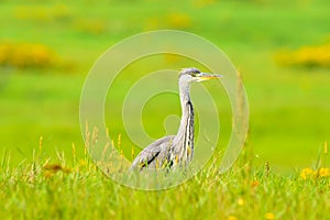 Grey heron standing in tall grass -closeup
