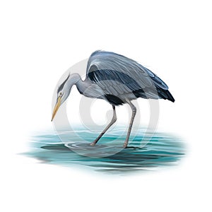 Grey Heron standing in water, Ardea Cinerea