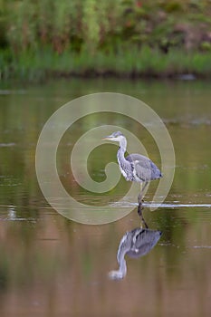 Grey Heron standing in water with reflection