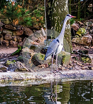 Grey heron standing at the water side waiting for fish, beautiful portrait of a common Dutch bird