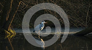 Heron at Dusk