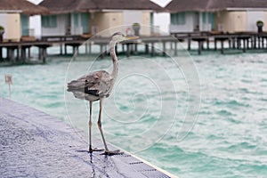 Grey Heron stands at poolside near the sea with house in the background at tropical island Maldives